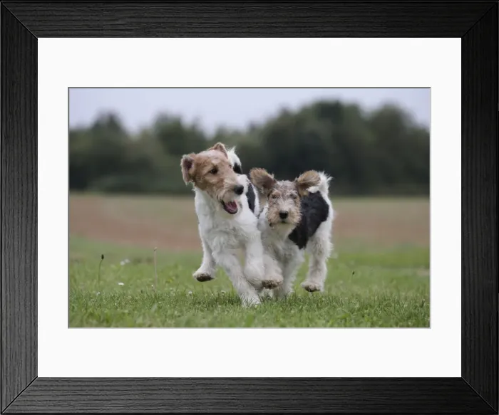 Framed Print : Picture No. 11013937 Framed Print : Picture No. 11013937