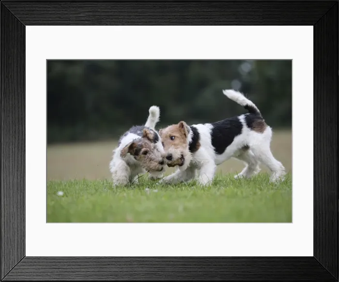Framed Print : Picture No. 11013936