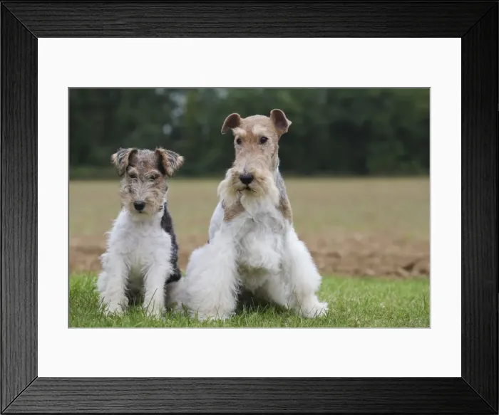 Framed Print : Picture No. 11013938 Framed Print : Picture No. 11013938