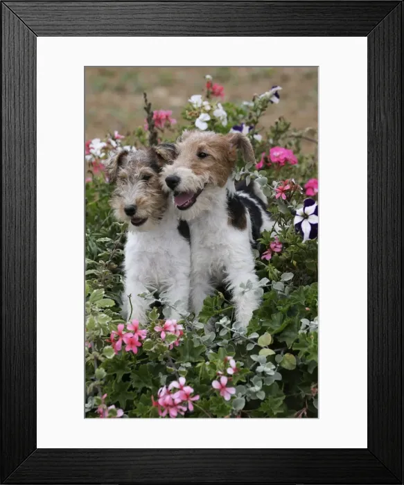 Framed Print : Picture No. 11013941