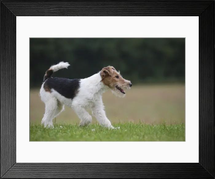 Framed Print : Picture No. 11013942