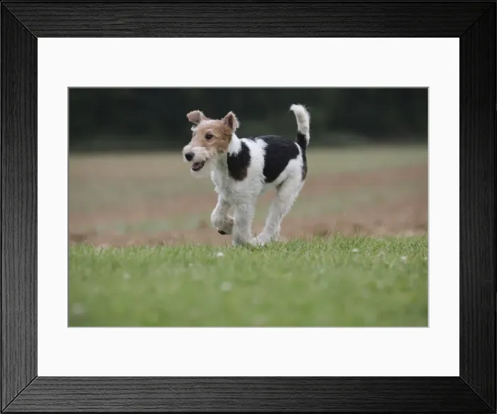 Framed Print : Picture No. 11013944