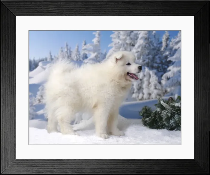 Framed Print : Picture No. 11013945 Framed Print : Picture No. 11013945