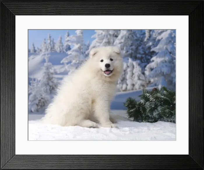 Framed Print : Picture No. 11013946 Framed Print : Picture No. 11013946