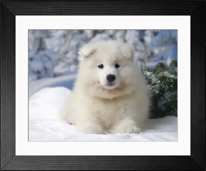 Framed Print : Picture No. 11013947 Framed Print : Picture No. 11013947