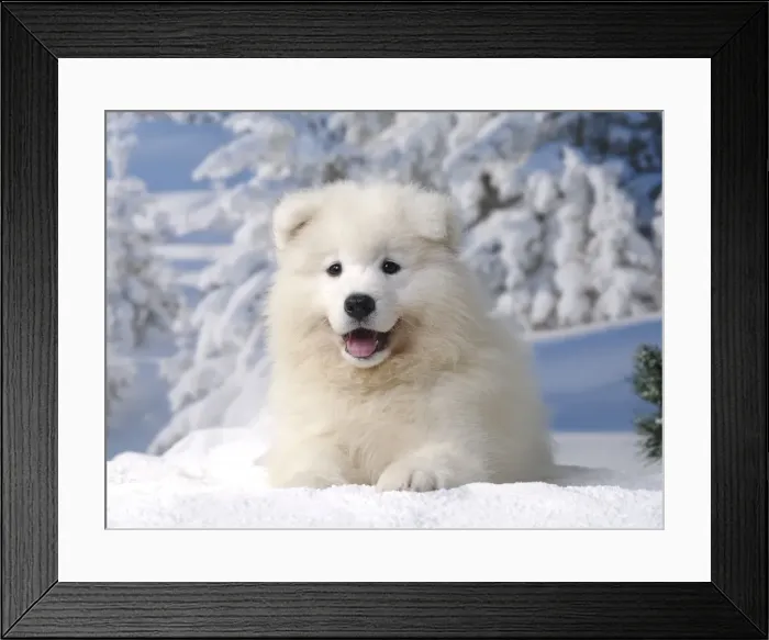 Framed Print : Picture No. 11013949 Framed Print : Picture No. 11013949
