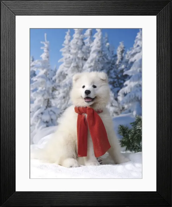 Framed Print : Picture No. 11013952 Framed Print : Picture No. 11013952