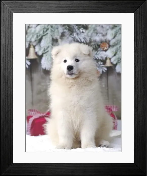 Framed Print : Picture No. 11013955 Framed Print : Picture No. 11013955