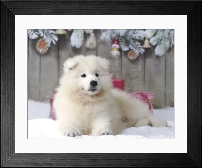 Framed Print : Picture No. 11013956 Framed Print : Picture No. 11013956