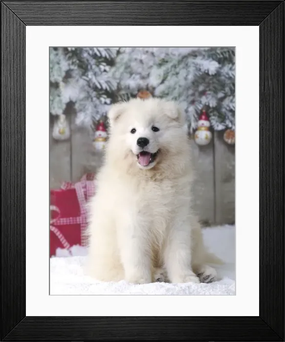 Framed Print : Picture No. 11013957 Framed Print : Picture No. 11013957