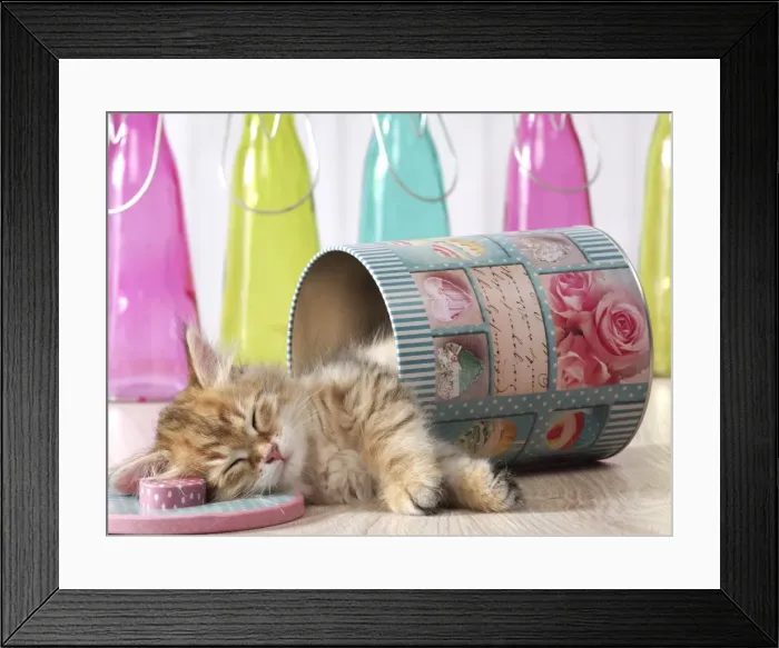 Framed Print : Picture No. 11013965