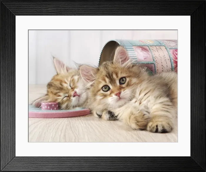 Framed Print : Picture No. 11014568 Framed Print : Picture No. 11014568