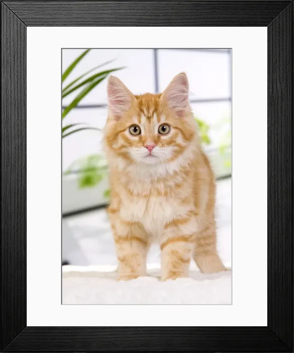 Framed Print : Picture No. 11013976 Framed Print : Picture No. 11013976