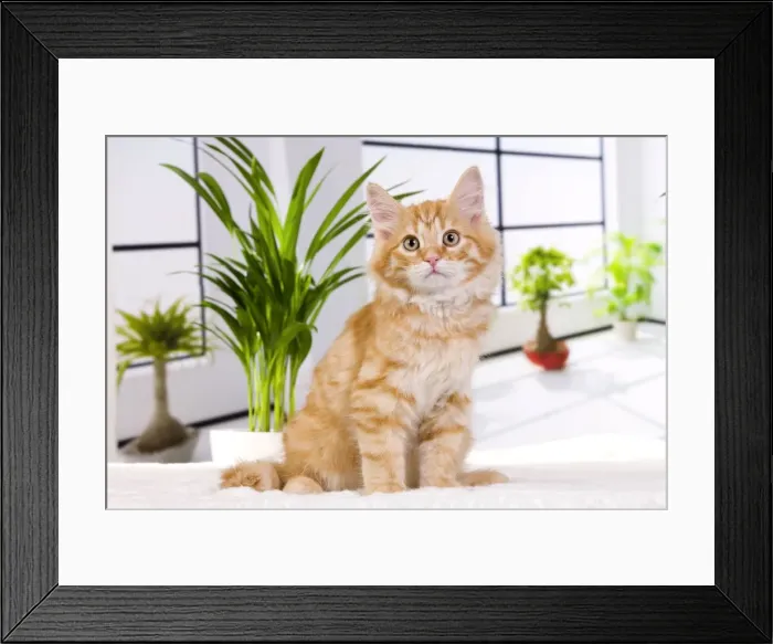 Framed Print : Picture No. 11013975 Framed Print : Picture No. 11013975