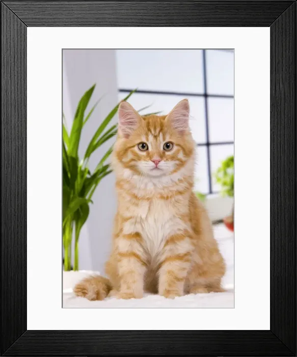 Framed Print : Picture No. 11013978 Framed Print : Picture No. 11013978