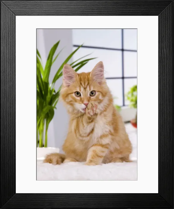 Framed Print : Picture No. 11013979 Framed Print : Picture No. 11013979