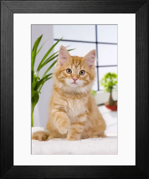 Framed Print : Picture No. 11013980 Framed Print : Picture No. 11013980