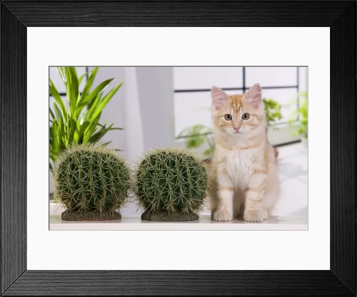 Framed Print : Picture No. 11013982 Framed Print : Picture No. 11013982