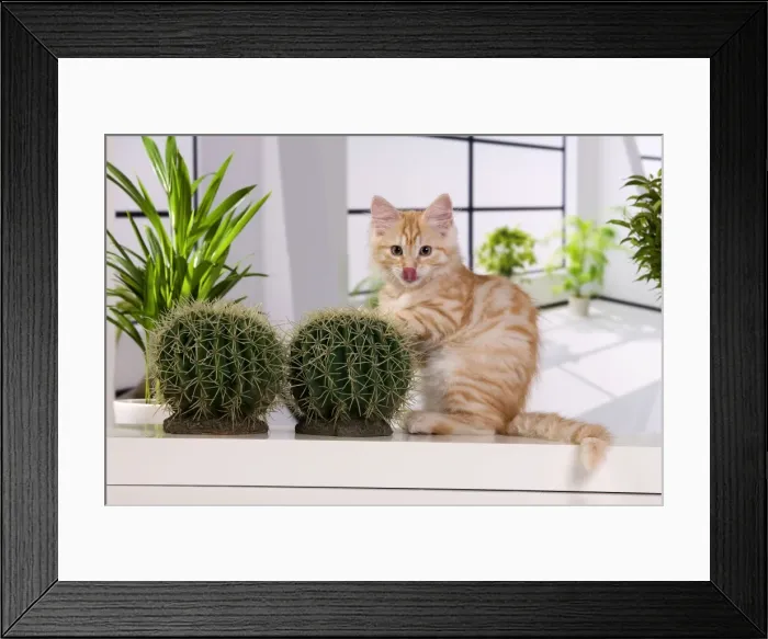Framed Print : Picture No. 11013984 Framed Print : Picture No. 11013984