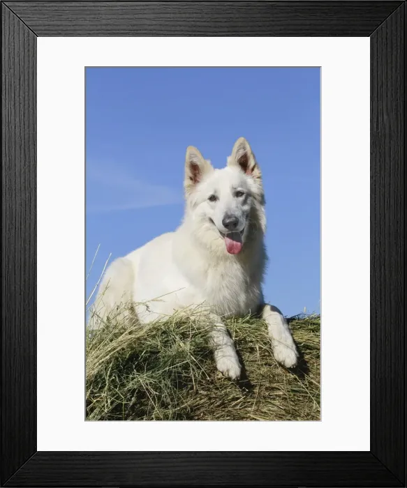 Framed Print : Picture No. 11013985 Framed Print : Picture No. 11013985