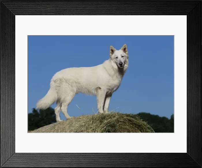 Framed Print : Picture No. 11013986 Framed Print : Picture No. 11013986