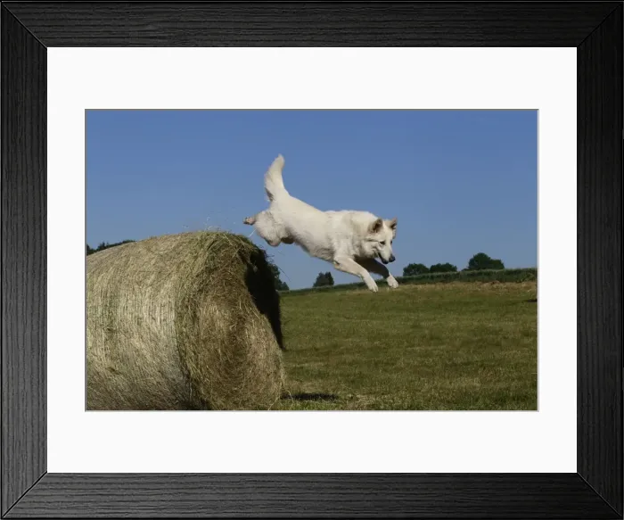 Framed Print : Picture No. 11013987 Framed Print : Picture No. 11013987