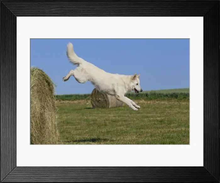 Framed Print : Picture No. 11013988 Framed Print : Picture No. 11013988