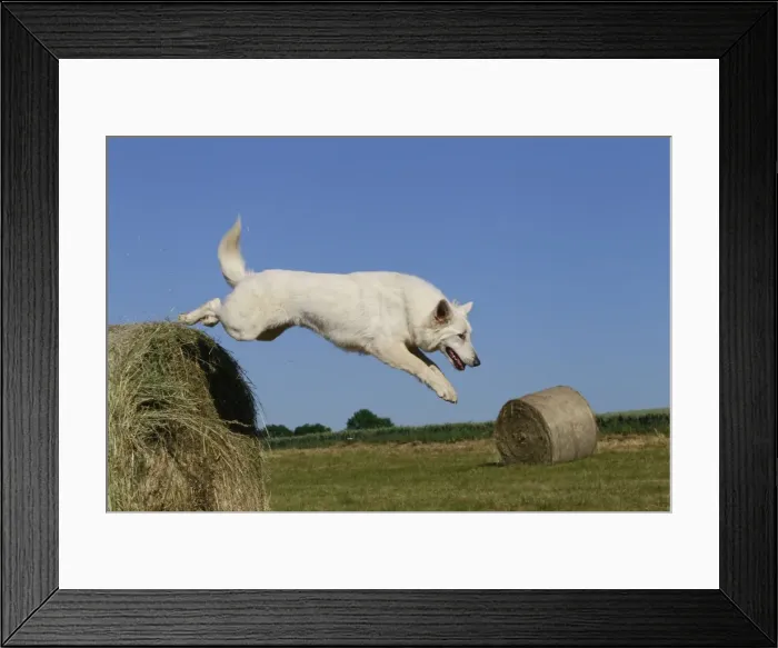 Framed Print : Picture No. 11013994 Framed Print : Picture No. 11013994
