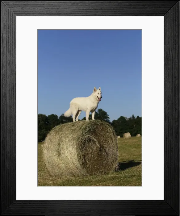 Framed Print : Picture No. 11013995 Framed Print : Picture No. 11013995