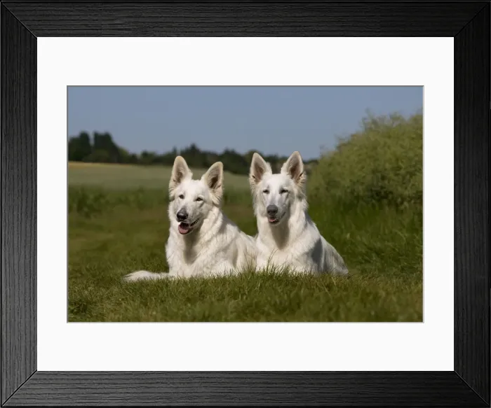 Framed Print : Picture No. 11013996 Framed Print : Picture No. 11013996