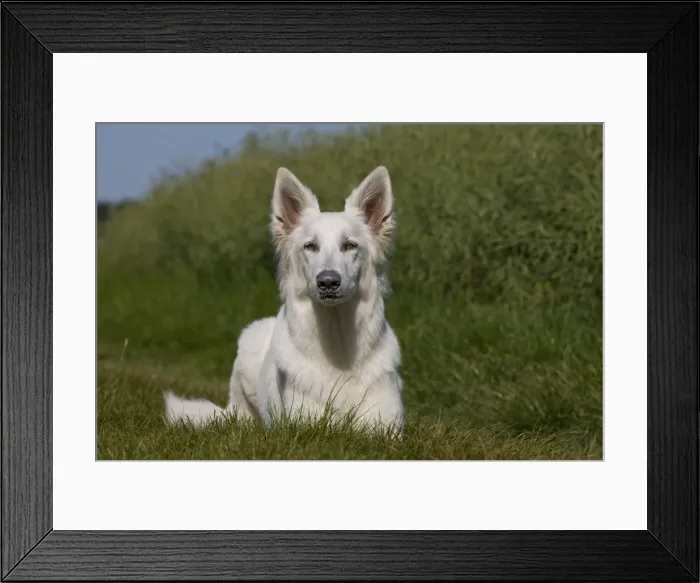 Framed Print : Picture No. 11013997 Framed Print : Picture No. 11013997