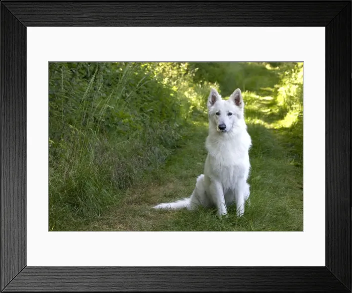 Framed Print : Picture No. 11014000