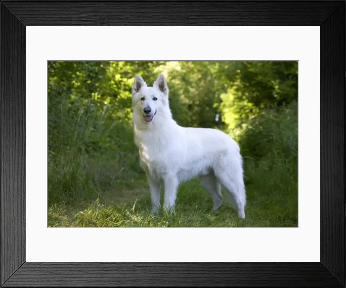 Framed Print : Picture No. 11014001 Framed Print : Picture No. 11014001