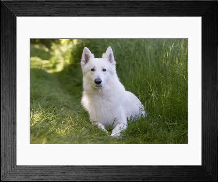 Framed Print : Picture No. 11014003 Framed Print : Picture No. 11014003
