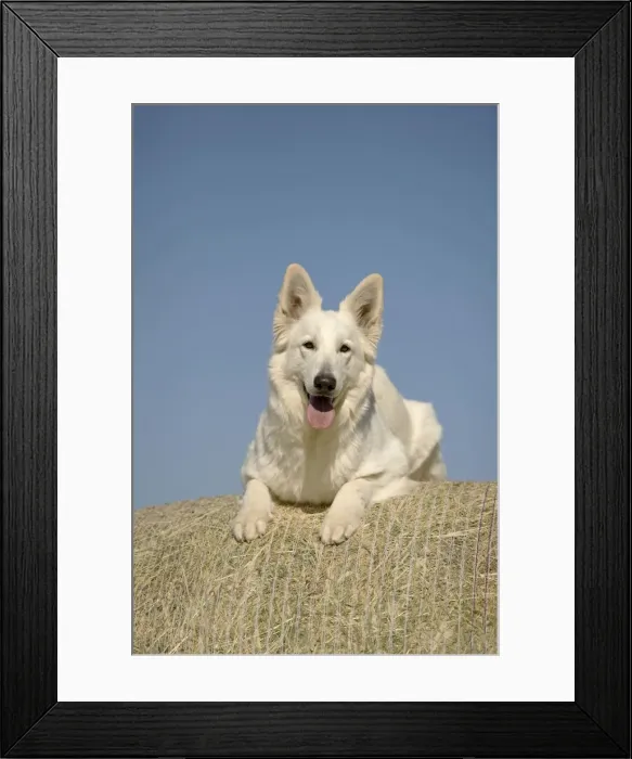 Framed Print : Picture No. 11014011 Framed Print : Picture No. 11014011