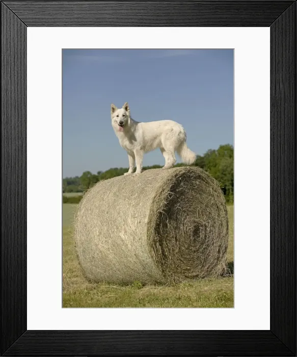 Framed Print : Picture No. 11014013 Framed Print : Picture No. 11014013