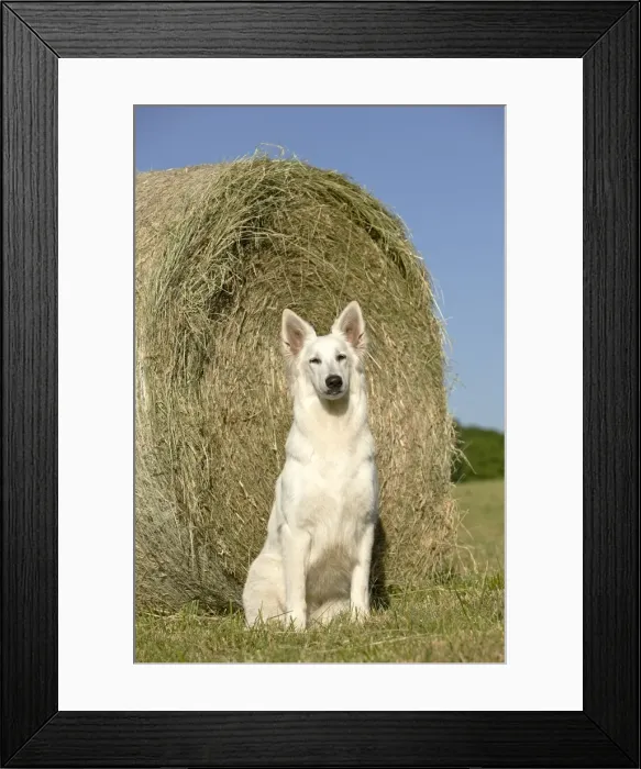 Framed Print : Picture No. 11014016 Framed Print : Picture No. 11014016