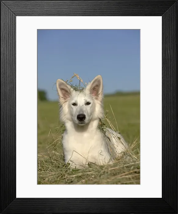 Framed Print : Picture No. 11014017 Framed Print : Picture No. 11014017