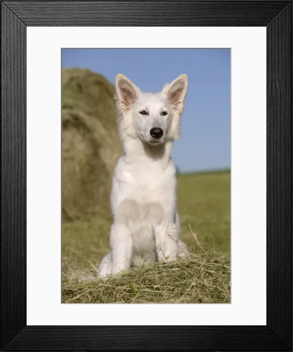 Framed Print : Picture No. 11014018 Framed Print : Picture No. 11014018