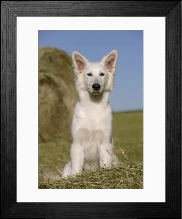 Framed Print : Picture No. 11014019 Framed Print : Picture No. 11014019