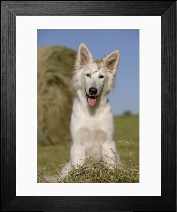 Framed Print : Picture No. 11014020 Framed Print : Picture No. 11014020