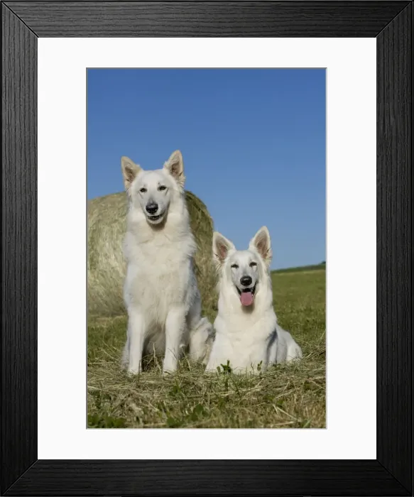 Framed Print : Picture No. 11014021 Framed Print : Picture No. 11014021
