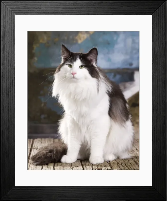 Framed Print : Picture No. 11014024 Framed Print : Picture No. 11014024