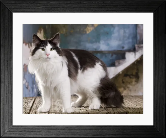 Framed Print : Picture No. 11014025 Framed Print : Picture No. 11014025