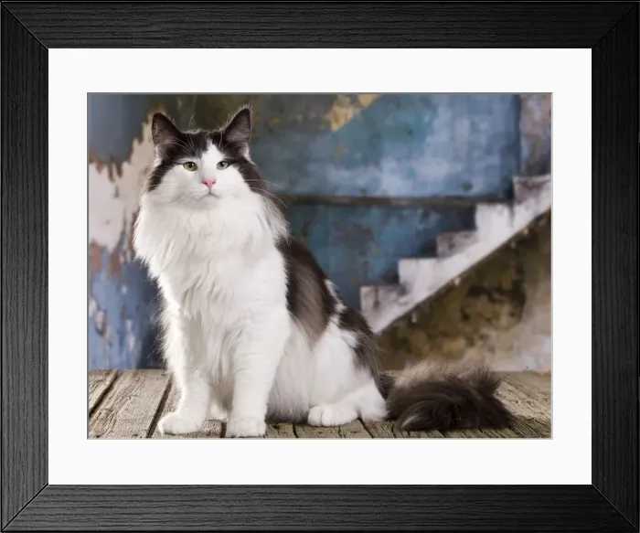 Framed Print : Picture No. 11014026 Framed Print : Picture No. 11014026