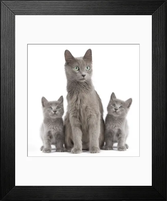 Framed Print : Picture No. 11014027 Framed Print : Picture No. 11014027