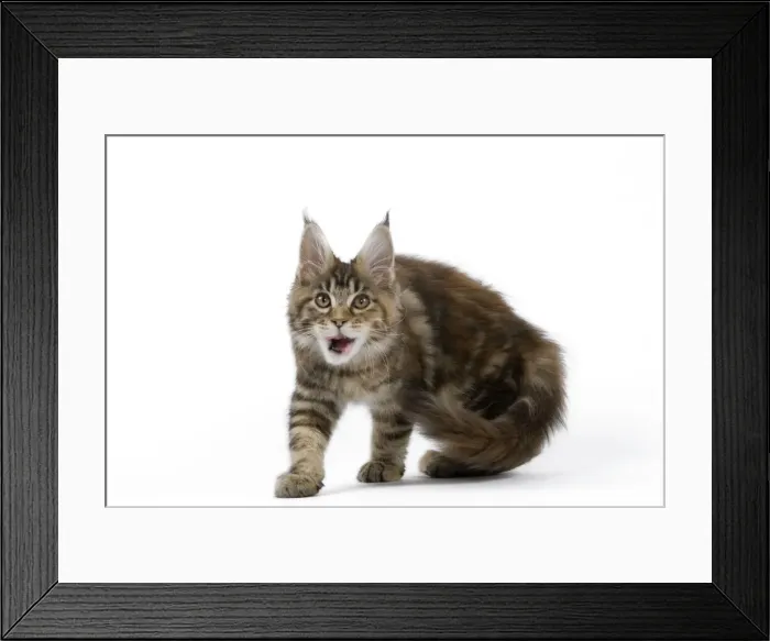 Framed Print : Picture No. 11014029 Framed Print : Picture No. 11014029