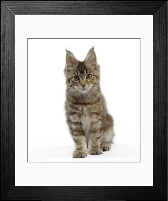 Framed Print : Picture No. 11014031