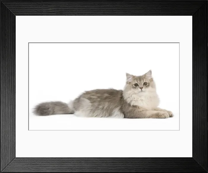 Framed Print : Picture No. 11014037 Framed Print : Picture No. 11014037