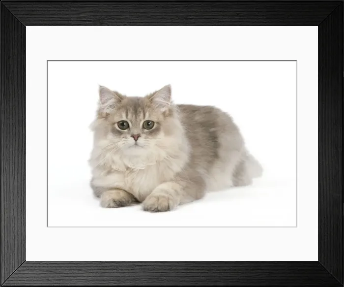 Framed Print : Picture No. 11014039 Framed Print : Picture No. 11014039